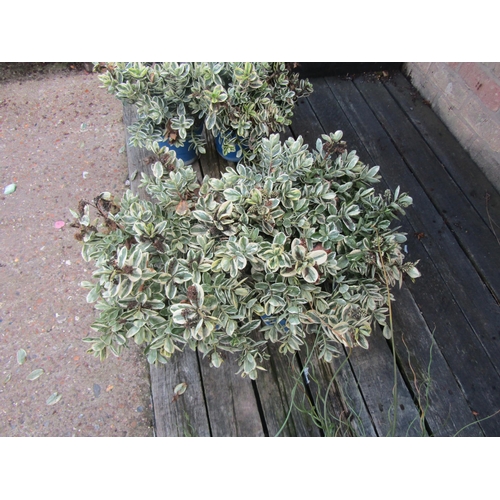 3068 - 2 variegated Hebe