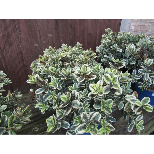 3071 - 2 variegated Hebe