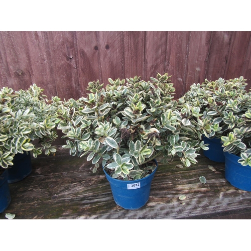 3072 - 2 variegated Hebe