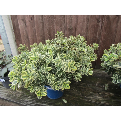 3073 - 2 variegated Hebe