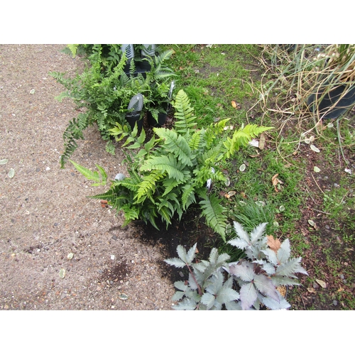 3078 - 3 mixed Ferns