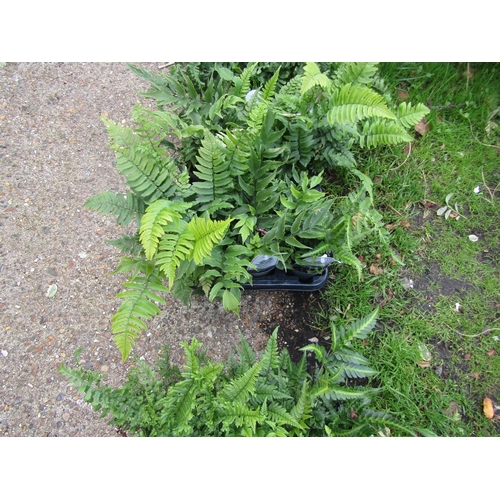 3080 - 3 mixed Ferns