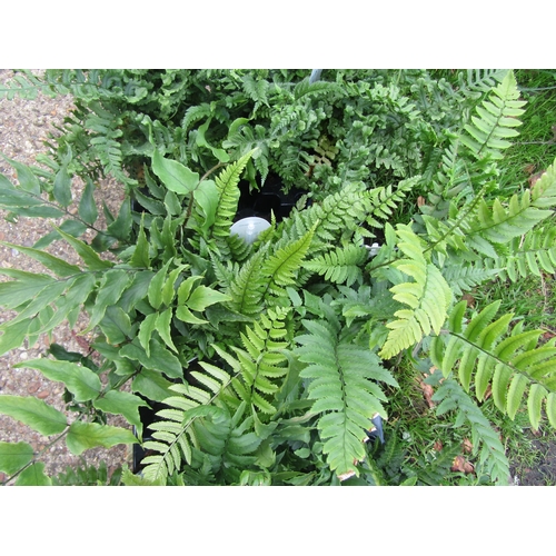 3081 - 3 mixed Ferns