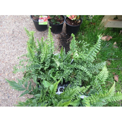 3082 - 3 mixed Ferns