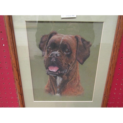 1159 - A pastel of a boxer dog, framed and glazed, 25cm x 20cm image size