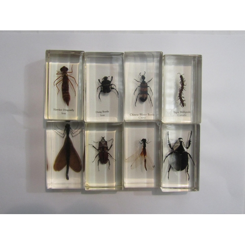 4452 - Eight resin blocks containing various specimen insects  (C)