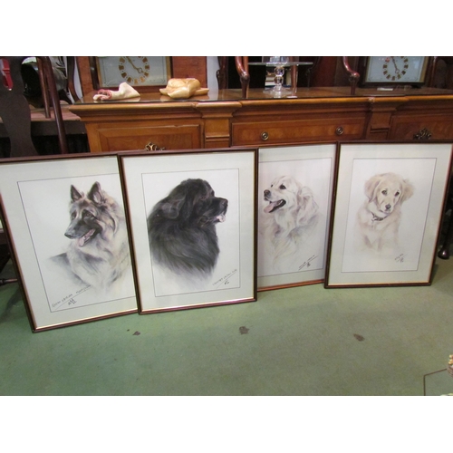 4300 - Four pastel portraits of dogs, German Shepherd, New Foundland and Two Golden Retrievers, 54cm x 38cm