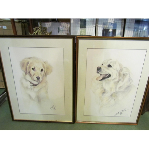 4300 - Four pastel portraits of dogs, German Shepherd, New Foundland and Two Golden Retrievers, 54cm x 38cm