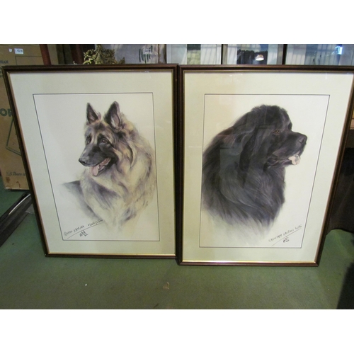 4300 - Four pastel portraits of dogs, German Shepherd, New Foundland and Two Golden Retrievers, 54cm x 38cm