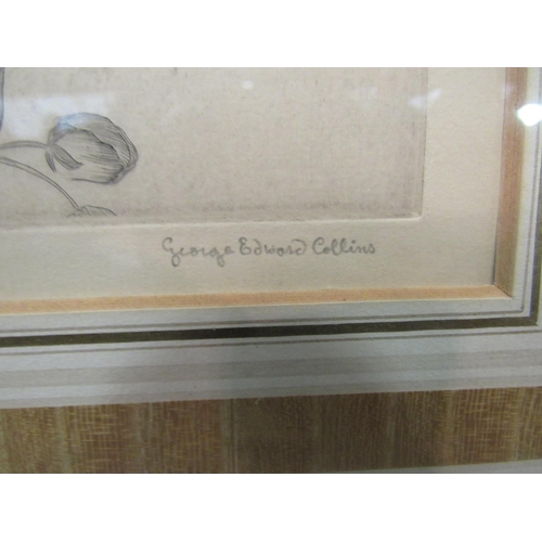 1202 - GEORGE EDWARD COLLINS (1880-1968): An etching of a Thrush, 7/25, framed and glazed, 18cm x 13cm imag... 