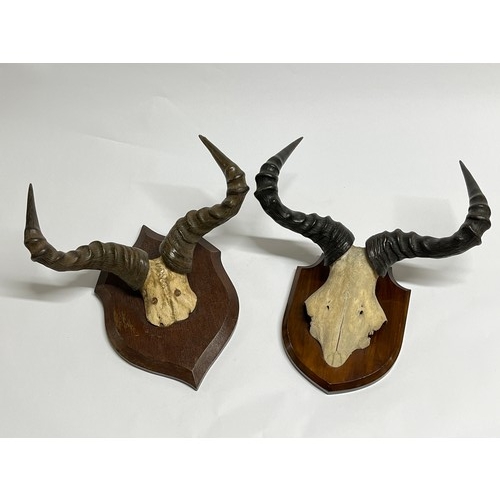 5223 - Two sets of antelope horns mounted on shield plaques