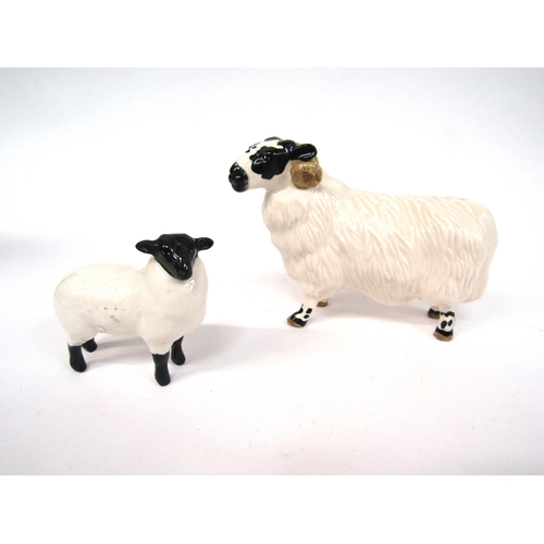 1859 - A Beswick Black-Faced Ram in gloss, model no. 3071 together with a Beswick Black-Faced Lamb in gloss... 