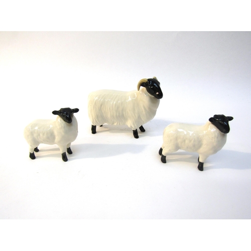 1861 - A Beswick Black-faced Sheep, model no. 1765 together with two Beswick Black-faced Lambs, model nos. ... 