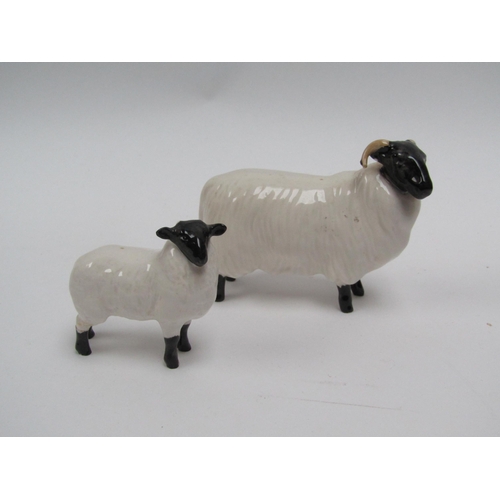 1862 - A Beswick Black-faced Sheep in gloss, model no. 1765 (horn a/f) together with a Beswick Black-faced ... 