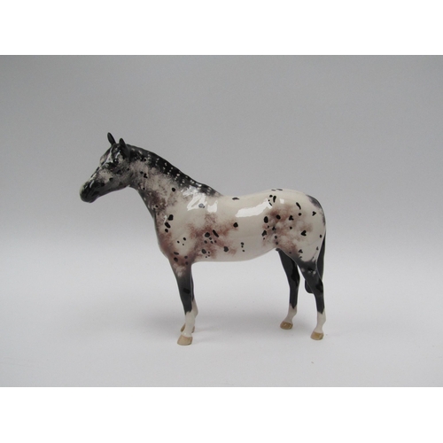 1908 - A Beswick Appaloosa stallion in black and white gloss, model no. 1772