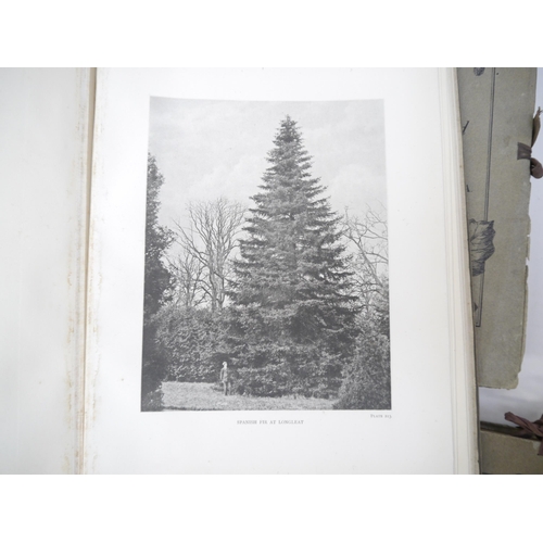 9092 - (Trees), Henry John Elwes & Augustine Henry: 'The Trees of Great Britain & Ireland', Edinburgh, Priv... 