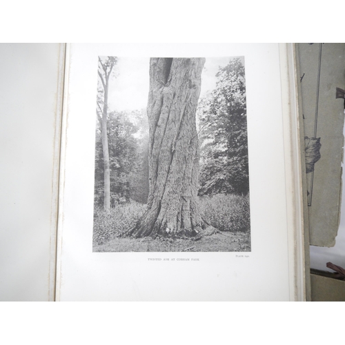 9092 - (Trees), Henry John Elwes & Augustine Henry: 'The Trees of Great Britain & Ireland', Edinburgh, Priv... 