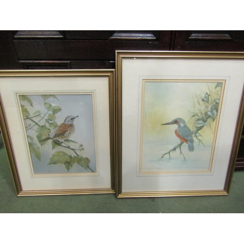 4081 - ANDREW OSBORNE: 'Thrush and Kingfisher' watercolours, both signed lower left, framed and glazed, 28c... 