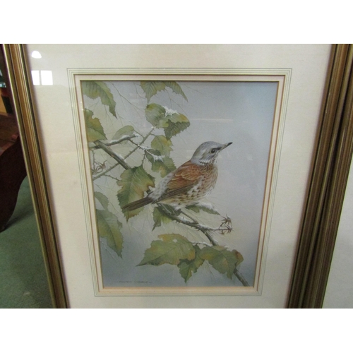 4081 - ANDREW OSBORNE: 'Thrush and Kingfisher' watercolours, both signed lower left, framed and glazed, 28c... 