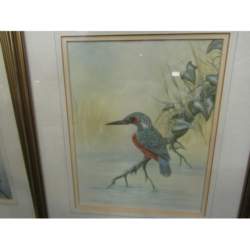 4081 - ANDREW OSBORNE: 'Thrush and Kingfisher' watercolours, both signed lower left, framed and glazed, 28c... 