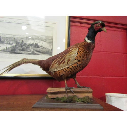 4143 - A taxidermy of a pheasant with Norwich taxidermist label, 41cm high