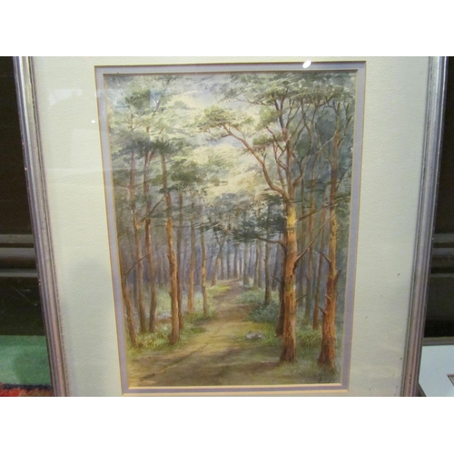 4282 - Two 20th Century watercolours depicting woodlands, one with benches along pathway, and a coloured pr... 