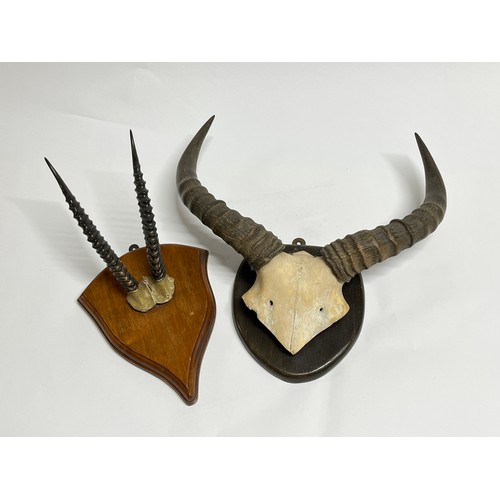 4029 - A mounted set of juvenile Gazelle horns together with a further pair thought to be buffalo (2)