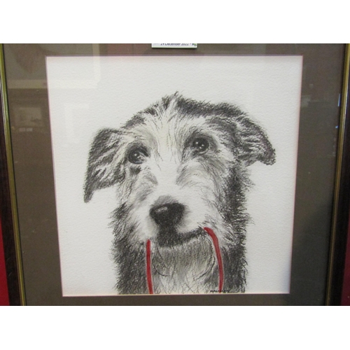 4115 - MAUREEN PAPWORTH: A charcoal and watercolour of a terrier dog, entitled 