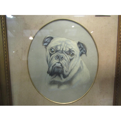 4291 - A pastel of a bulldog. Foxing to mount. Oval mounted and gilt framed and glazed. 21.5cm x 18cm image... 