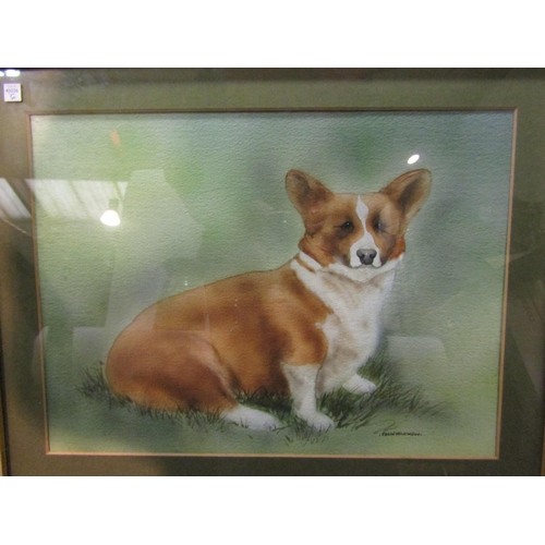 4298 - COLIN WILKINSON: Watercolour of a Corgi. Signed lower right. Framed and glazed. Image size 25cm x 34... 