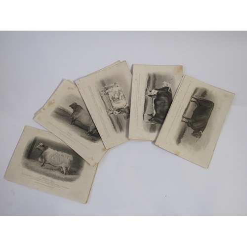 9034 - A packet of 19th Century cattle breed prints