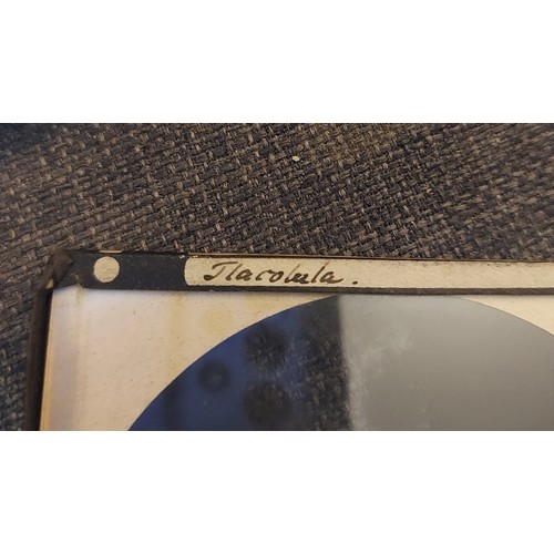 5243 - Harriet Chalmers Adams (American, 1835-1937) A collection of over 60 magic lantern slides documentin... 