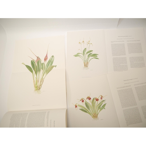 5294 - (Botany, Orchidaceae), Carlyle August Luer: 'Thesaurus Masdevalliarum. Eine Monographie der Gattung ... 