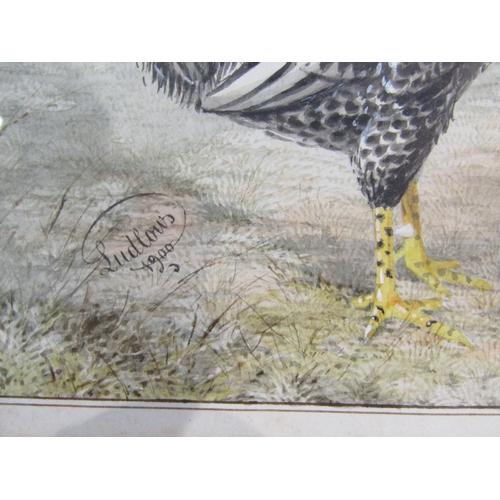 6070 - JOSEPH W. LUDLOW (1840-1915): A pair of Victorian watercolours of cockerels and hens, framed and gla... 