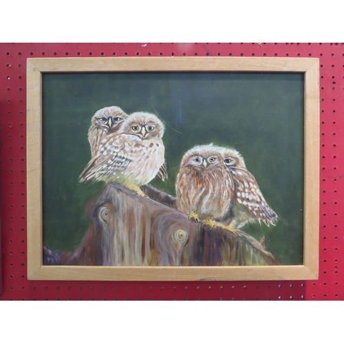 1114 - An oak framed oil on board of four baby owls, 29cm x 39cm image size