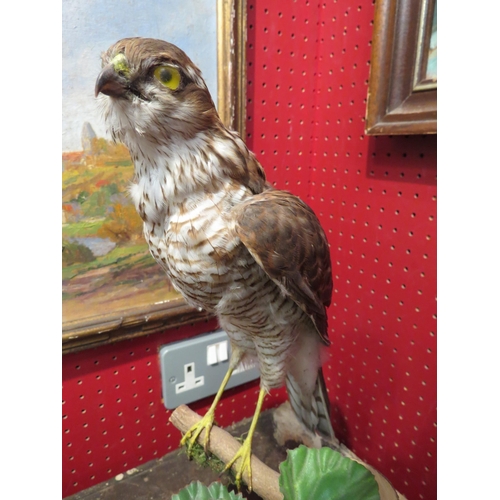 4046 - A taxidermy falcon perched on a branch, 36cm high including stand