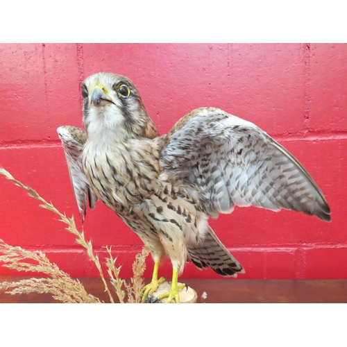 4131 - A taxidermy Kestrel with spread wings, 31.5cm high including stand