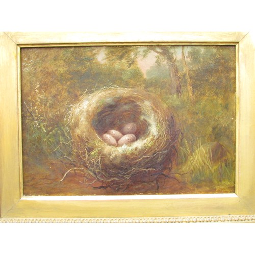 9053 - A Pair of 19th Century oil on canvas studies of Bird's Nests in a naturalistic setting. Unsigned wor... 