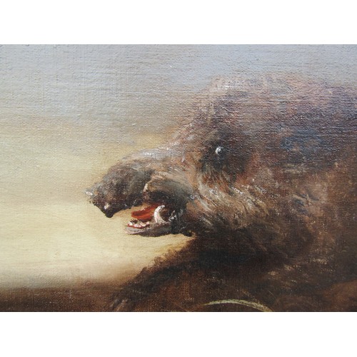 9012 - A 19th Century oil on canvas depicting a Wild Boar Hunt with six hounds bringing down a large boar. ... 