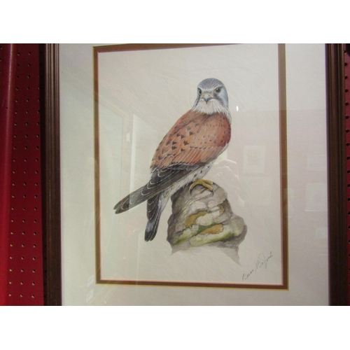 4055 - BRIAN BEDFORD: Watercolour study of a kestrel perched on a rock, 33cm x 25cm image size and JOHN PAL... 