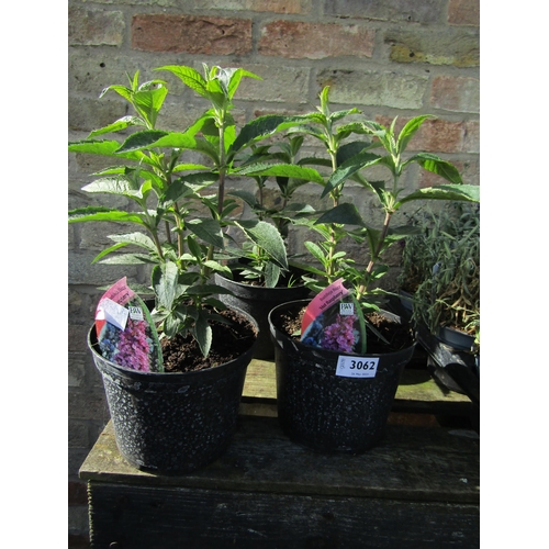 3062 - 3 Buddleja 