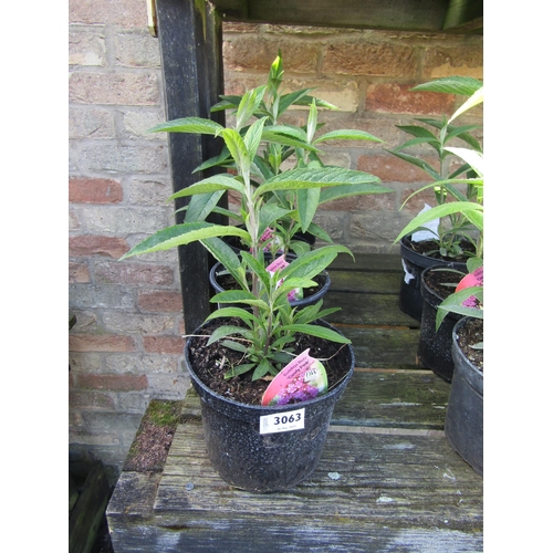 3063 - 3 Buddleja 