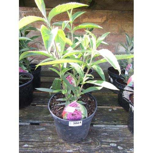 3064 - 3 Buddleja 