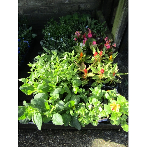 3069 - A quantity of mixed Bedding Plants