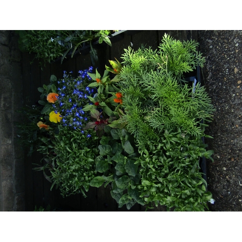 3070 - A quantity of mixed Bedding Plants