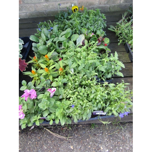 3071 - A quantity of mixed Bedding Plants