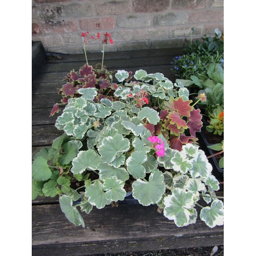 3072 - 10 Variegated Geranium