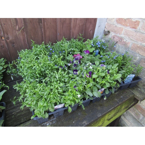 3073 - A quantity of mixed Bedding Plants