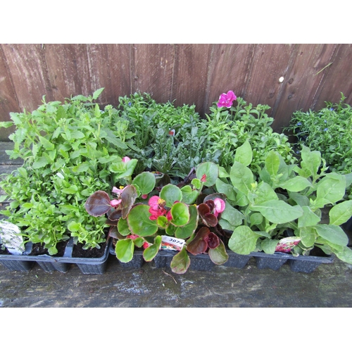 3074 - A quantity of mixed Bedding Plants