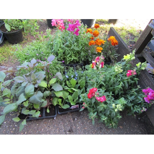 3075 - A quantity of mixed Bedding Plants